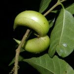 Tabernaemontana robinsonii Fruto