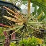 Tillandsia concolor Hábito