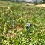 Veronica wormskjoldii Flower