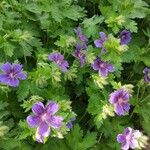 Geranium ibericum ശീലം