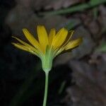 Krigia dandelion Flower