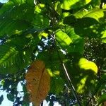 Macaranga gigantifolia
