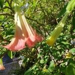 Brugmansia versicolor Fiore