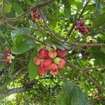 Syzygium malaccense Frucht
