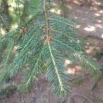 Picea abiesFrunză