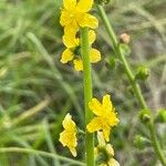 Agrimonia eupatoria花