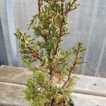Chamaecyparis thyoides Habit
