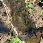 Cornus officinalis Corteza