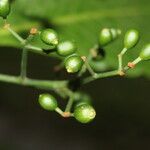 Psychotria panamensis Fruit
