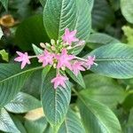 Pentas lanceolataFlower