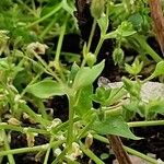 Stellaria apetala Blad