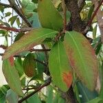 Acokanthera oppositifolia Leaf