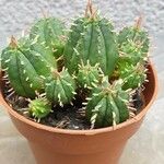 Euphorbia aggregata Blad