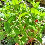 Oenothera tetragona Hábito