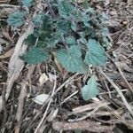Salvia roemeriana Folla