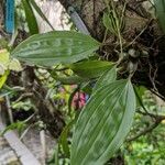 Stanhopea candida Hoja