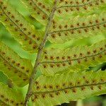 Dryopteris cycadina Kwiat