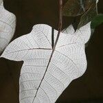 Cecropia obtusa Fuelha