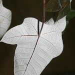 Cecropia obtusa Blatt