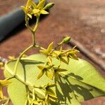 Rhizophora racemosa Цвят
