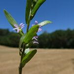 Lythrum hyssopifolia പുറംതൊലി