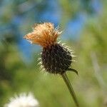 Klasea flavescens Flower