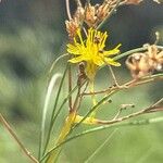 Sonchus capillaris Blüte