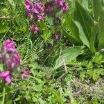 Pedicularis cenisia Habit