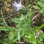 Cirsium altissimum ഇല