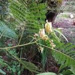 Leucaena leucocephalaFeuille