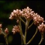 Pseudognaphalium ramosissimum Flower