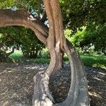 Cocculus laurifolius Bark