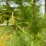 Pinus strobus Feuille