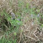 Vicia ludoviciana Hábito