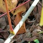 Aesculus parviflora Ŝelo