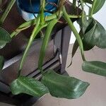 Philodendron hastatum Foglia