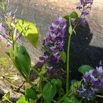 Eichhornia paniculata Blomma