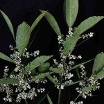 Ilex affinis Leaf