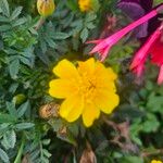 Tagetes tenuifoliaΛουλούδι