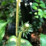 Calanthe triplicata Escorça