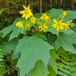 Smallanthus uvedalia Flower