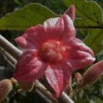 Brachychiton bidwillii 花