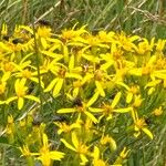 Senecio nemorensis Blomst