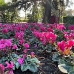 Cyclamen repandum Habit