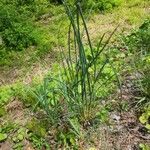 Allium vineale Φύλλο