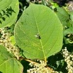 Reynoutria japonica Blatt