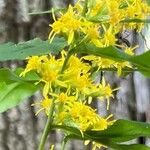 Solidago caesia Цвят