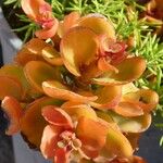 Kalanchoe orgyalis برگ