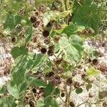 Abutilon theophrasti Frukt