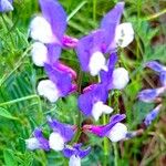Vicia onobrychioides Kwiat